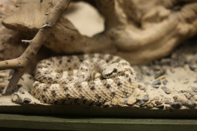 a close up of a small brown and white snake