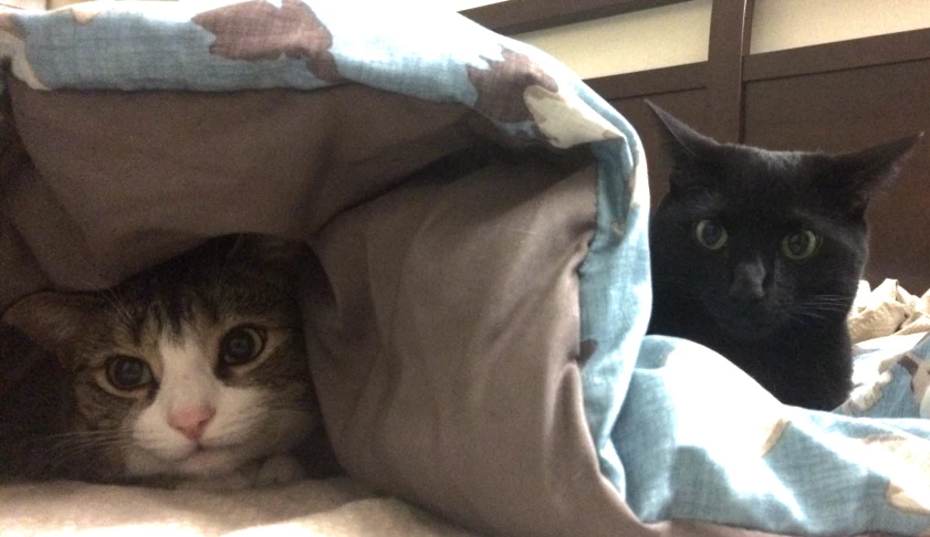 two black cats lying in bed in blankets
