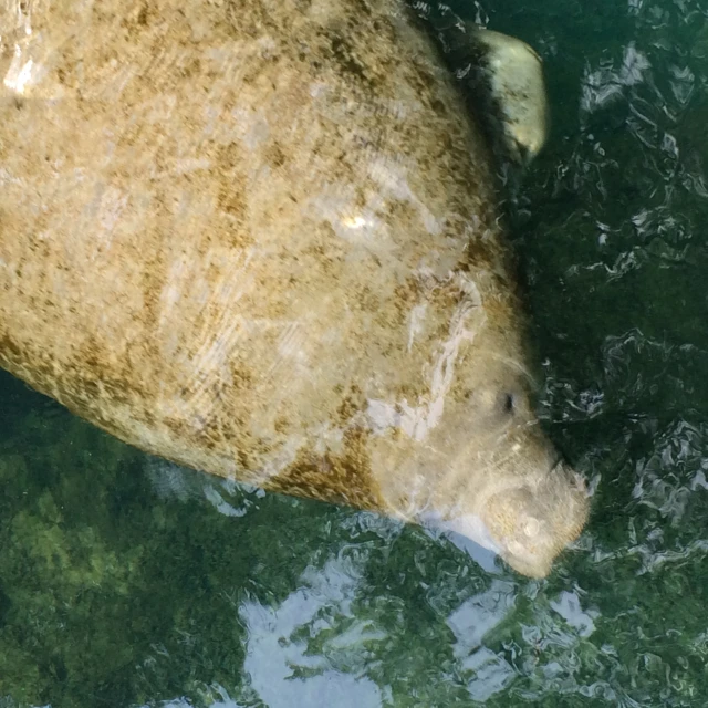 a big animal submerged in the water