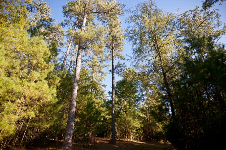 a few tall trees sitting next to each other