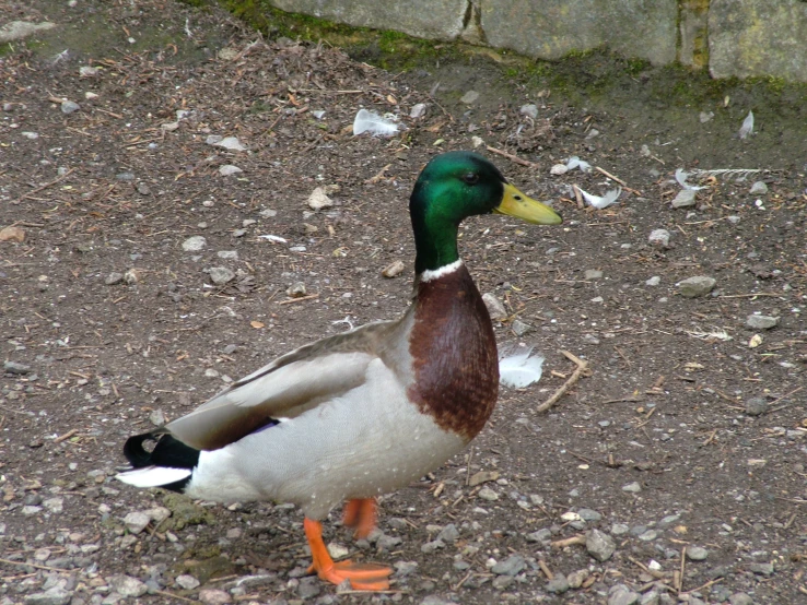 a duck walking on the ground by some rocks