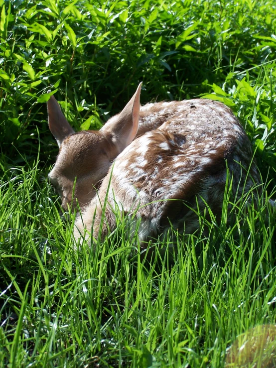 an animal laying down in some long grass