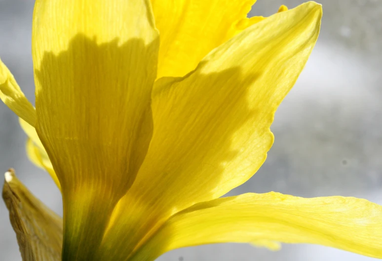 a close up of the petals of a yellow plant