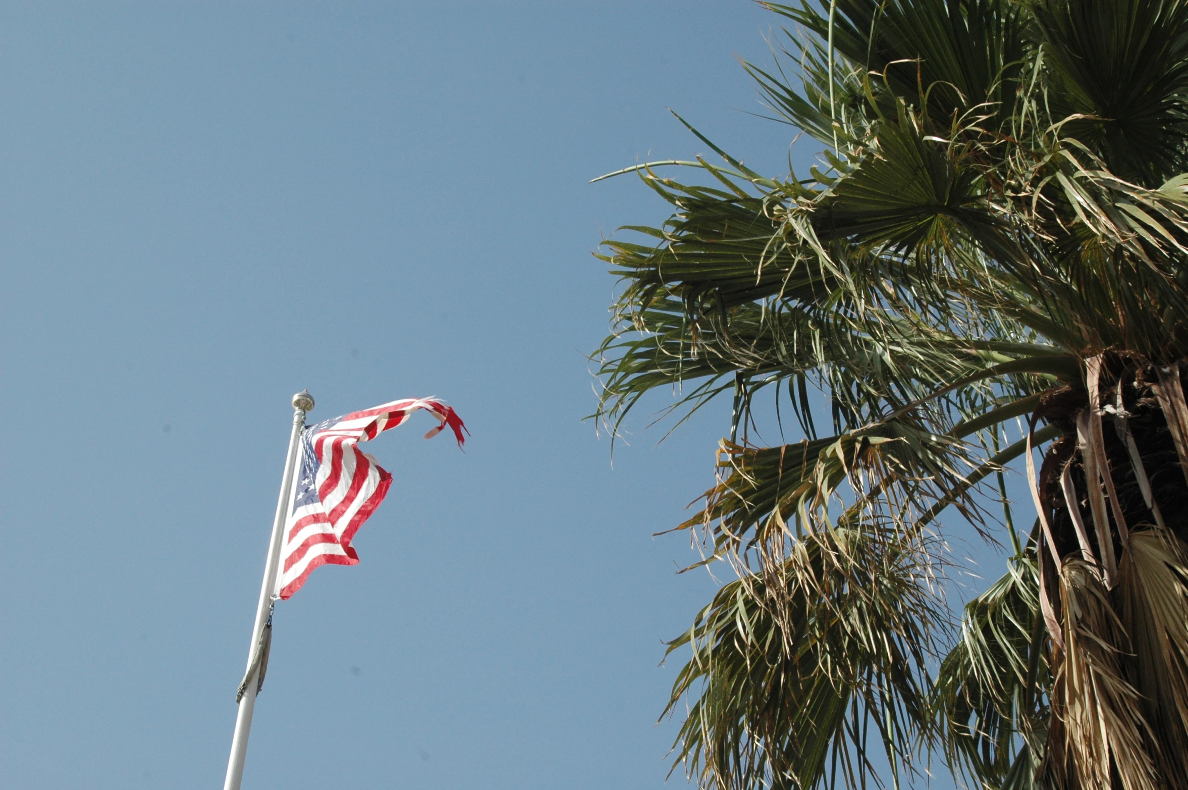 a flag flying at half mast next to a palm tree