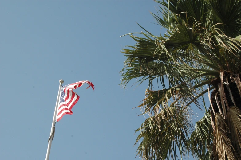 a flag flying at half mast next to a palm tree