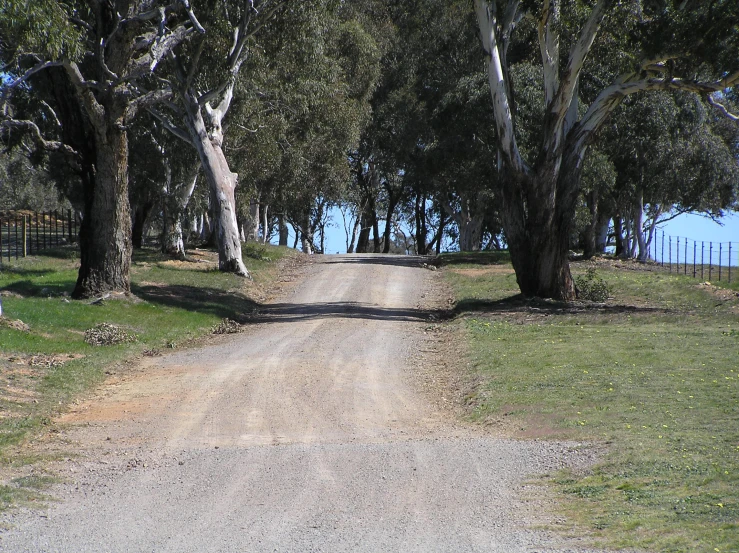 a dirt road through a grove of trees on both sides