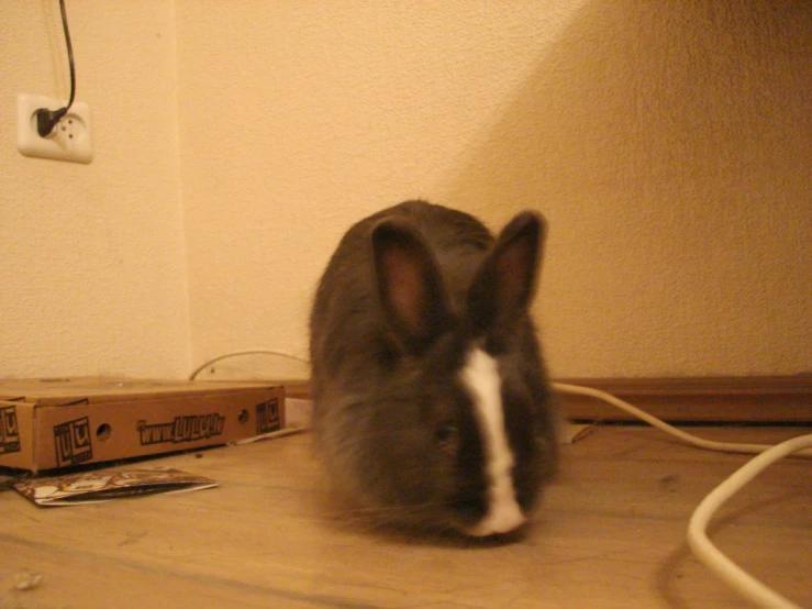 the rabbit has had it's ears shaved by a hairbrush