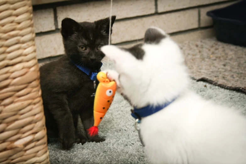 two cats playing with an orange toy on the ground