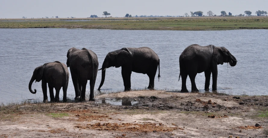 four elephants are standing near the water