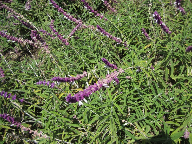 a field full of different kinds of flowers