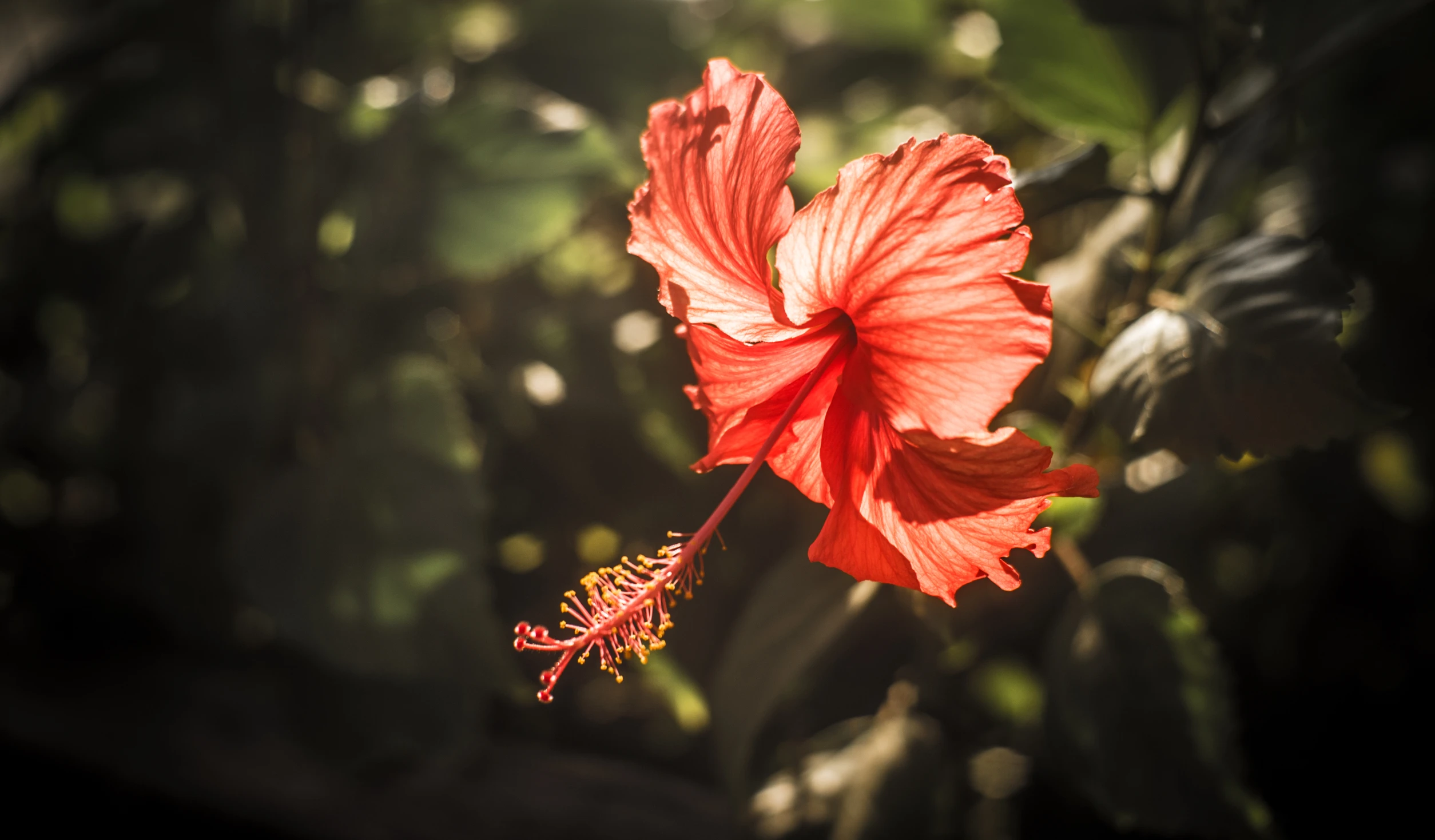 a red flower that is sitting on the ground