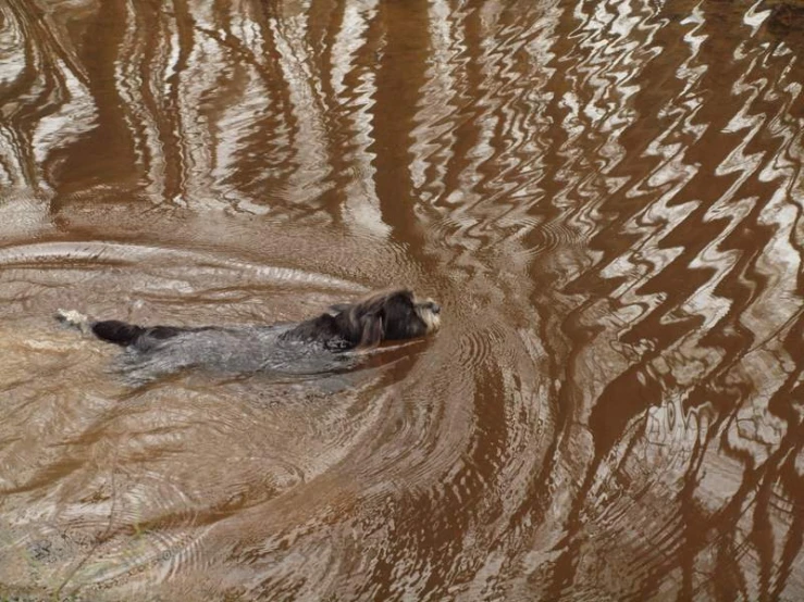 a dog swimming in a river near a tree