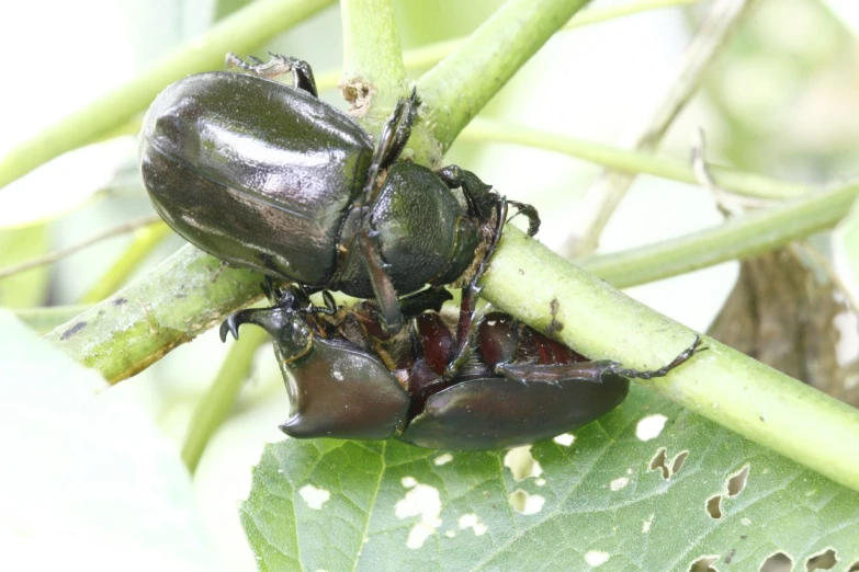 some dark colored insects crawling around a leaf