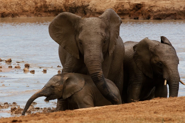 two adult and a baby elephant standing in shallow water