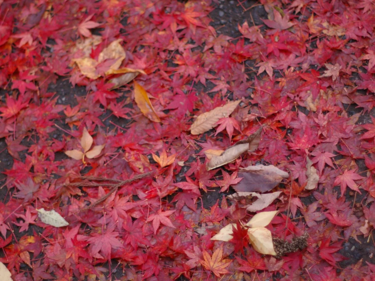 red autumn leaves laying on the ground