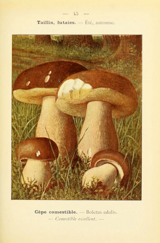 two mushrooms sitting in the grass with one lying under it