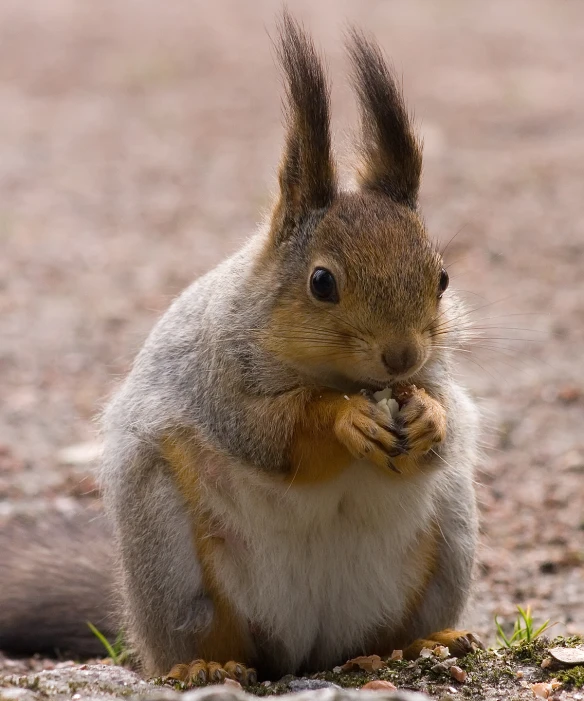 a squirrel is standing on its hind legs