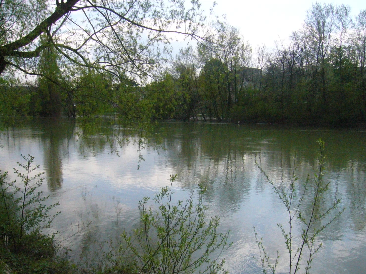 a body of water surrounded by lots of trees