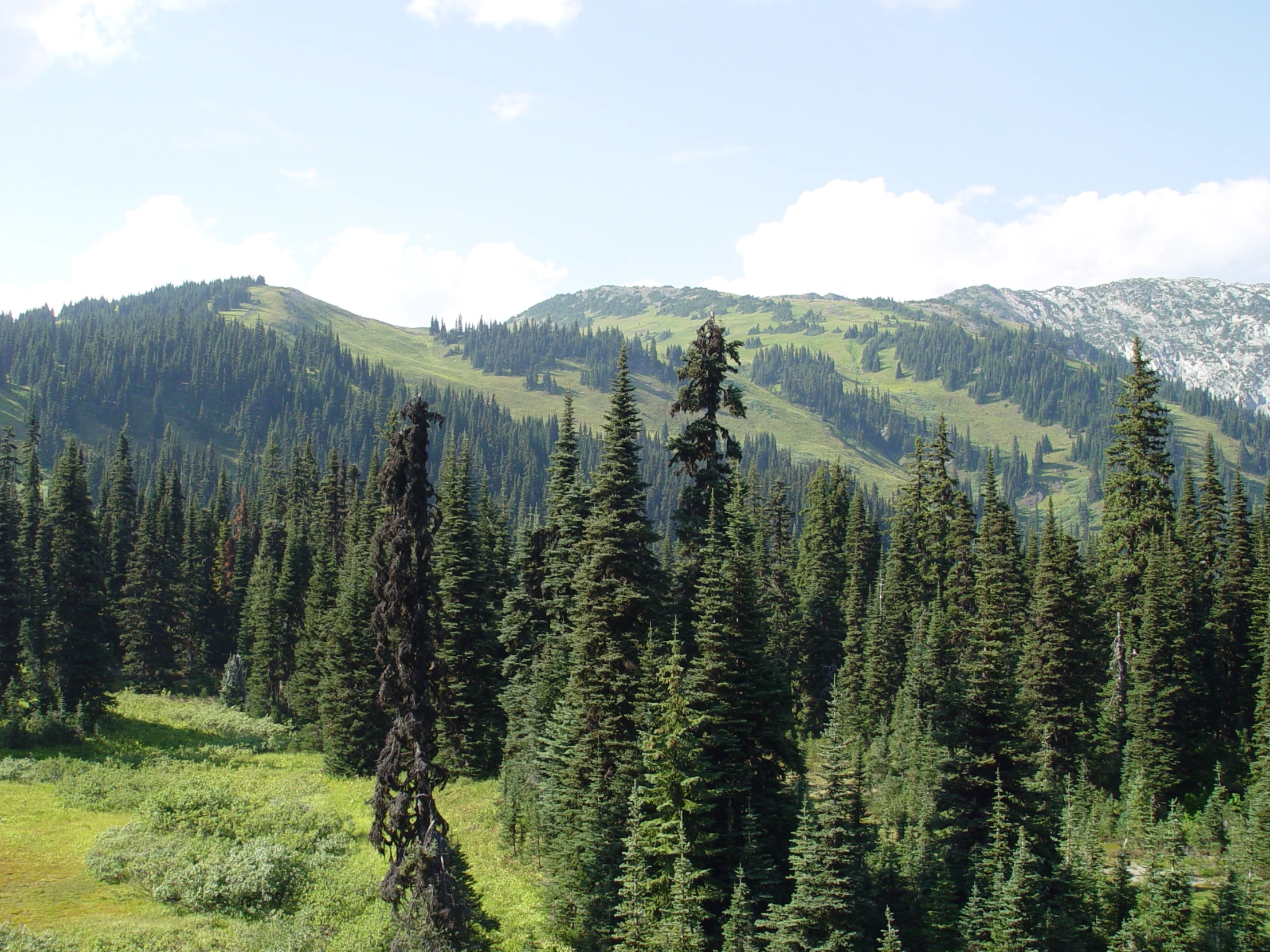 pine trees on a mountain slope surrounded by forest