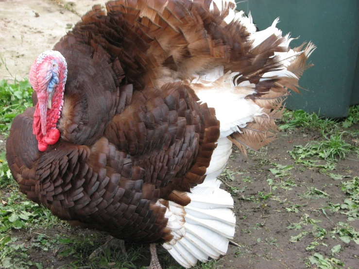 a turkey is lying down outside in the grass