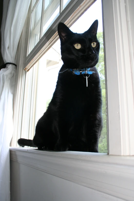 a black cat that is sitting in a window sill