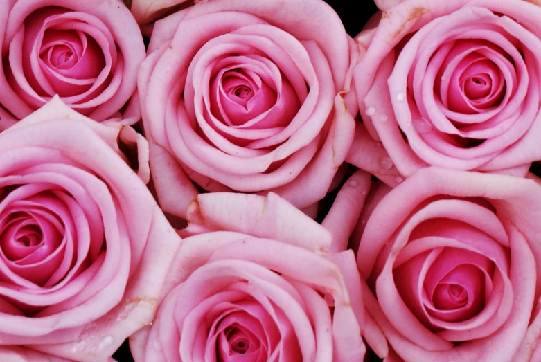 many pink flowers with water droplets on the petals