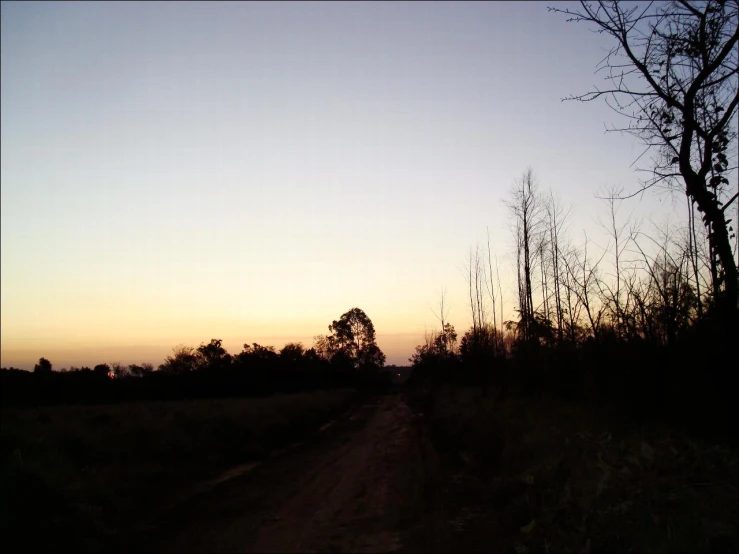 a road in a field with many tall trees