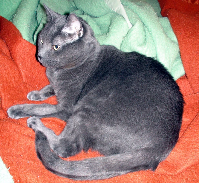 a gray cat is laying on a red blanket