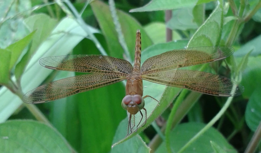 a brown dragonfly with wings spread sits on green leaves