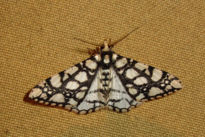 an image of a moth on fabric
