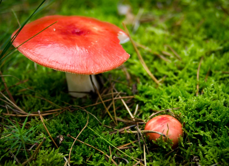 two mushrooms and some grass with trees in the background