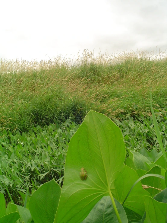 a large green leaf sits in a field