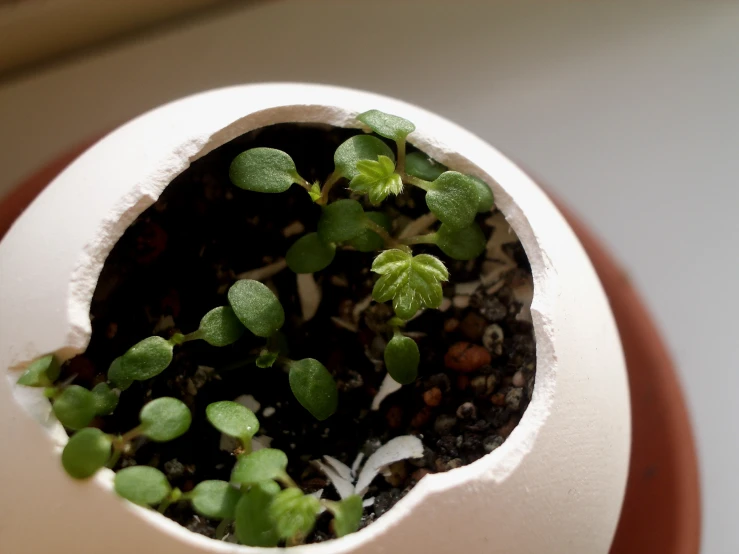 a plant inside of an egg with its end removed