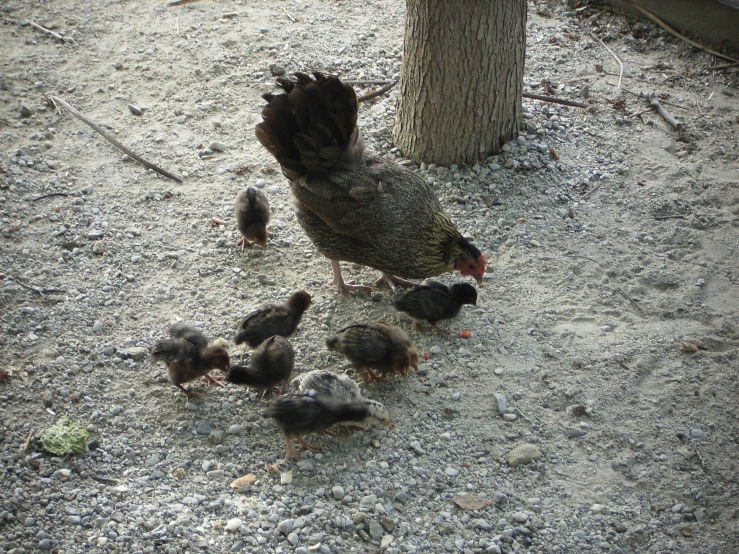 there is a chicken with its chicks on the dirt