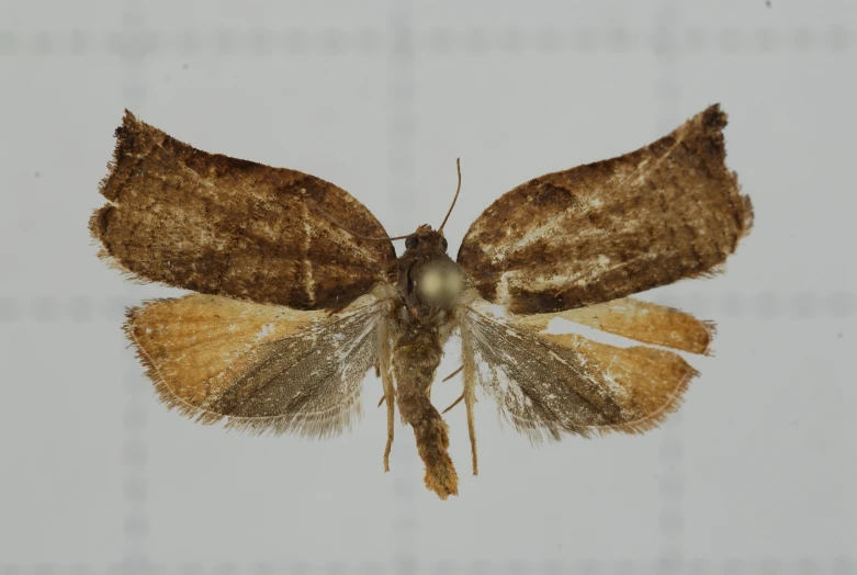 a close up of a moth sitting on top of a white surface