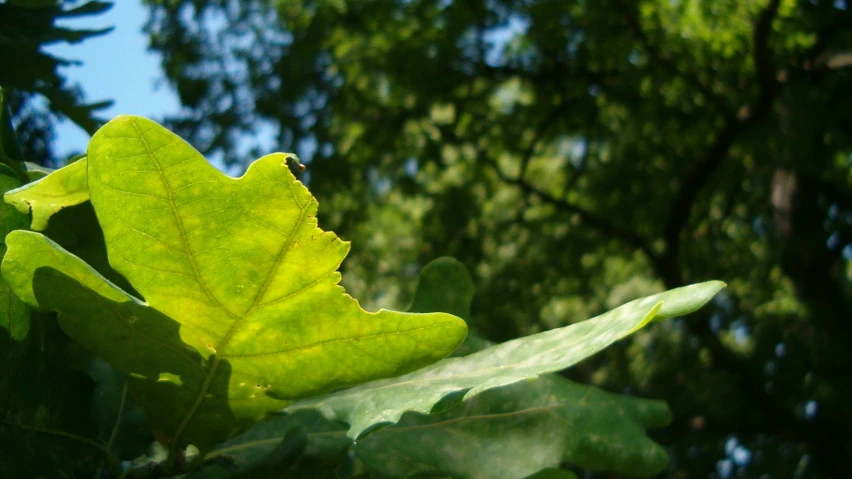 the nch and leaves of a tree with trees in the background