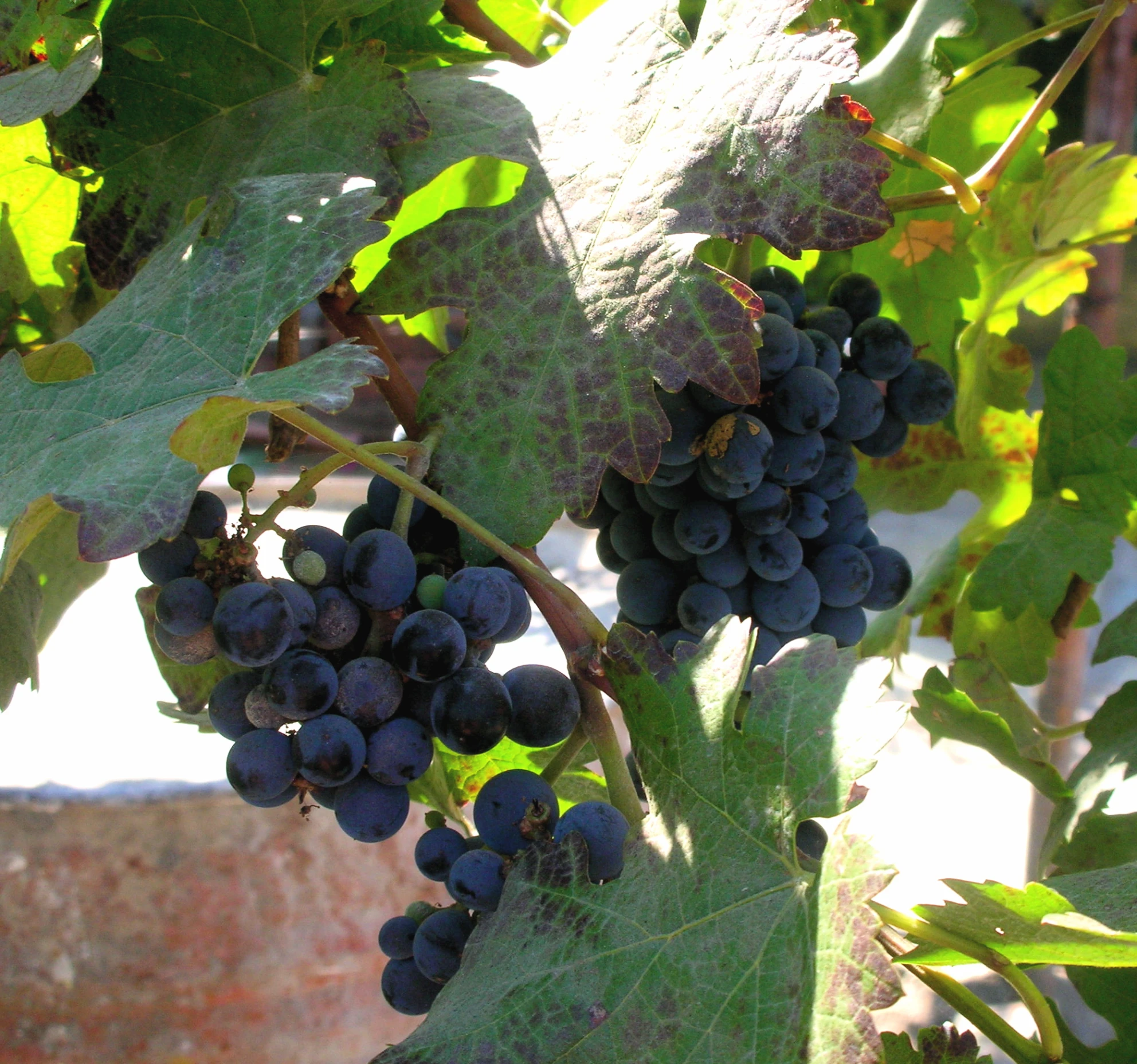 gs are still on the vine ready to be picked