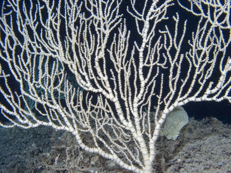 a coral sitting in the middle of a beach