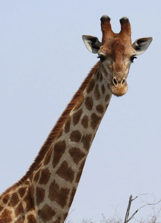 a giraffe with its tongue out standing on top of a hill