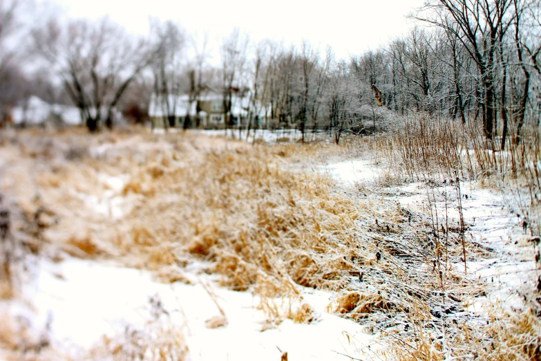 the grass is covered in wintery frost