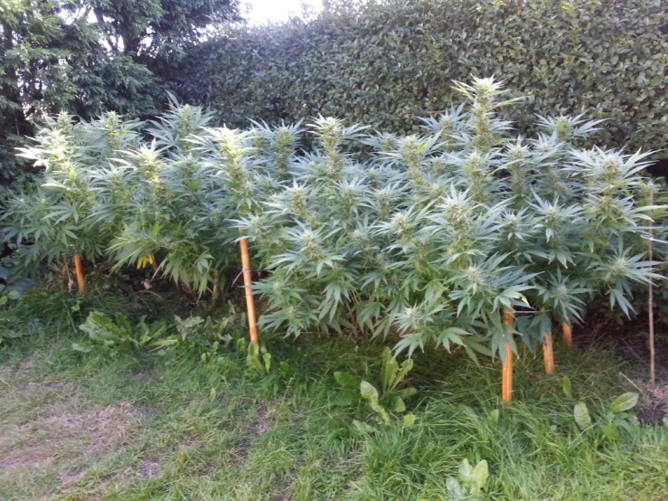 a field with trees that have been set up for weeding