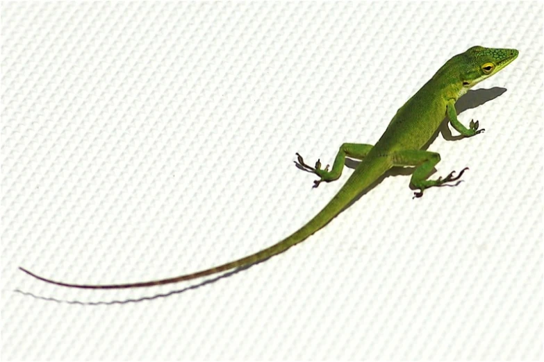 a green lizard that is standing up on the ground