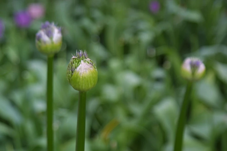 a couple of flowers are near grass