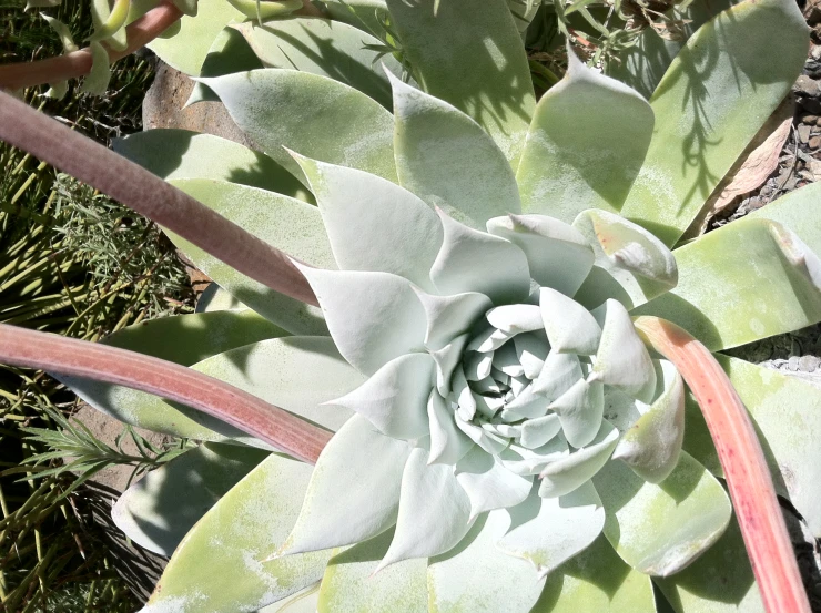 a close up of the center section of an echemod plant