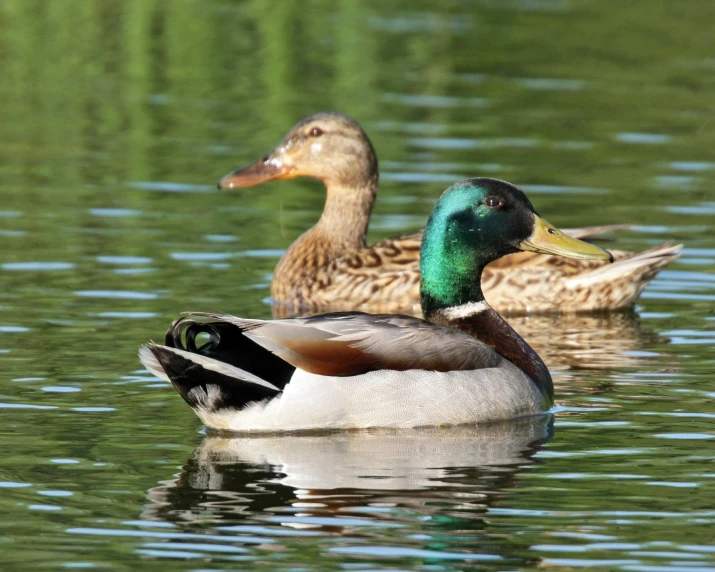 a couple of ducks floating on top of a lake