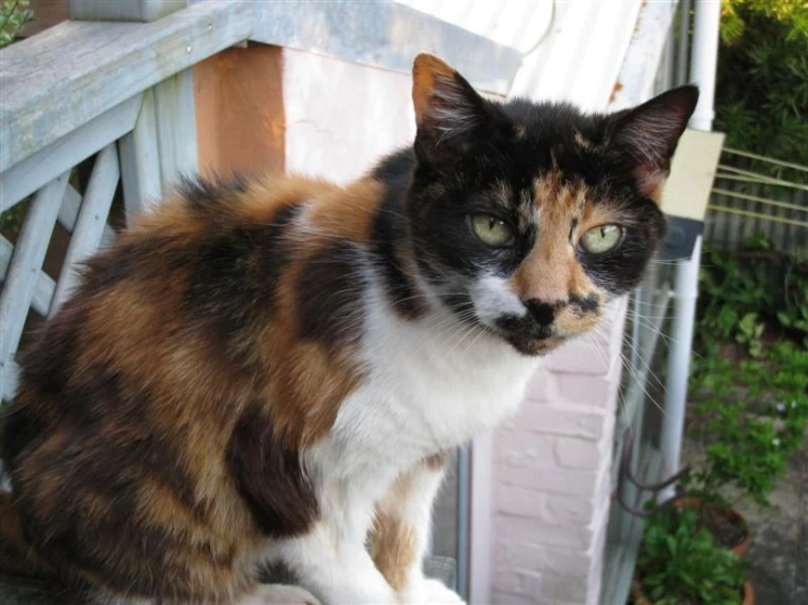 a calico cat sitting on a porch bench