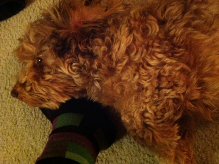 an orange dog sleeping on carpet next to a persons foot