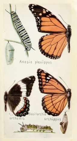 this shows an antique illustration of erflies and erflies