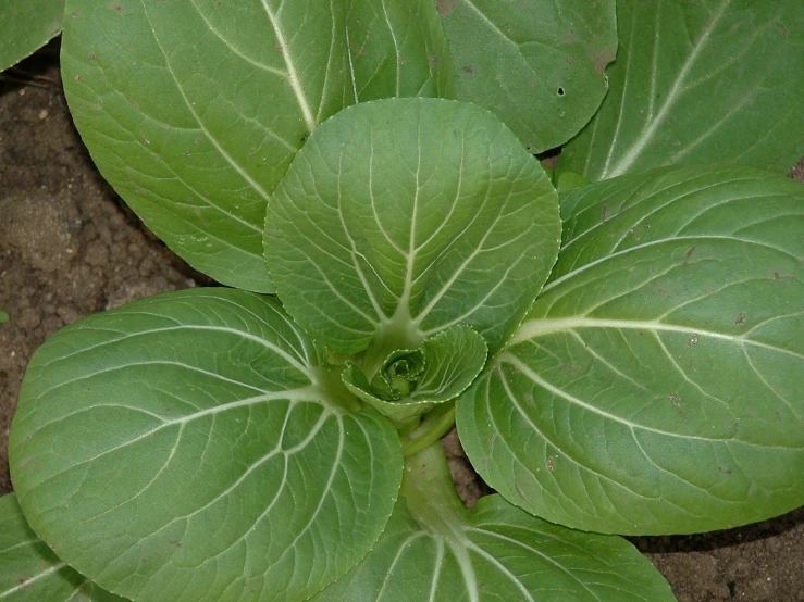 a green plant with several leaves on the top