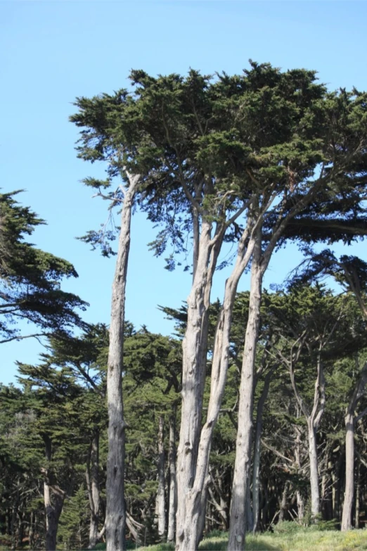 some trees on the hillside surrounded by green grass